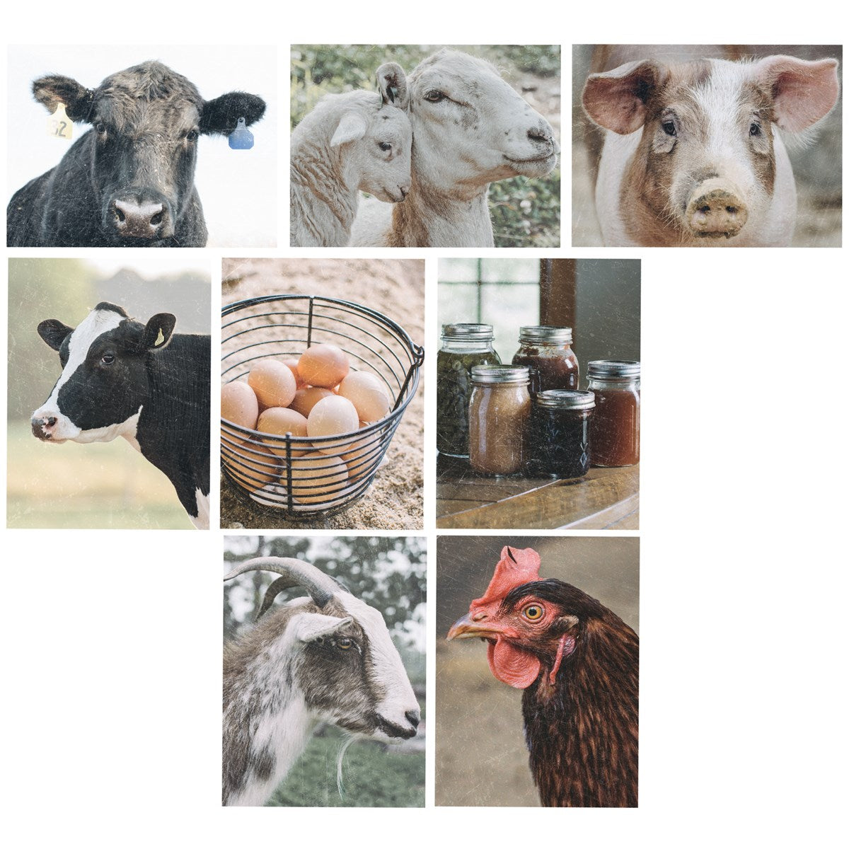 Note Card Set- Animal Card Set