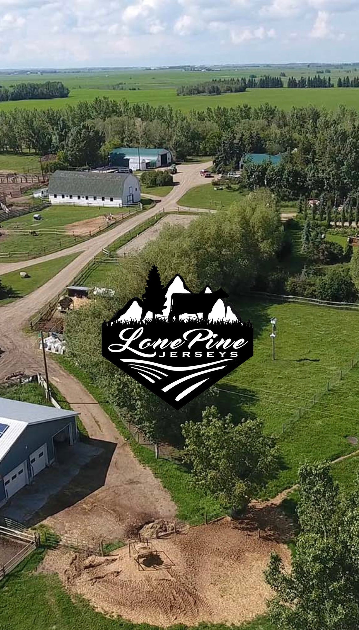 Lone Pine - Whole White or Chocolate Milk - Local Fresh Milk - (INCLUDES $3 BOTTLE DEPOSIT)