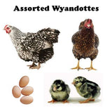 Chicks-Pullets - 2024 Shipment 6 - June 10, 2025