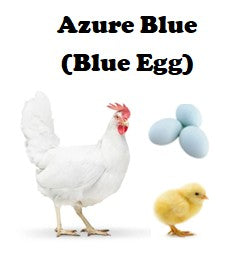 Chicks-Pullets - 2026 Shipment 5 - Pick up - June 2nd, 2026