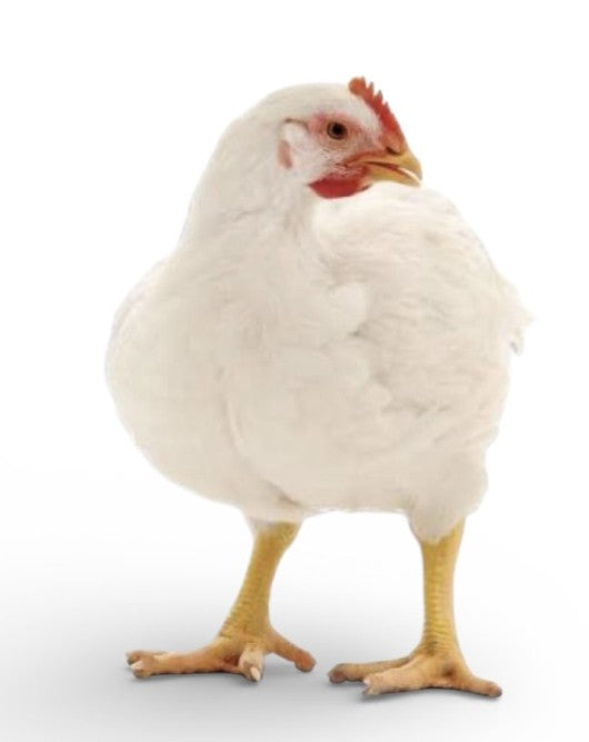 Cornish x Rock Broiler (Meat) Chicks - (Unsexed) - Shipment 2 - May 27, 2026