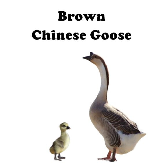 Goslings-UNSEXED - Shipment 1 - Arriving Tentatively May 13th, 2026