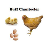 Chicks-Pullets - 2024 Shipment 6 - June 10, 2025