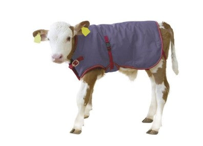 ThermoPlus - Calf Blanket - 32"L - 200g Insulation, Water-Repellant - Blue w/. Red Trim