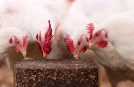 ChikPek - Peck Block - with Oyster Shell - 11.34kg