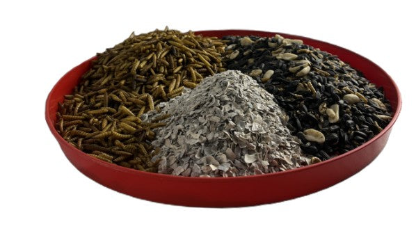 TBL - Feeding Tray for Chicks - Large - 35cm
