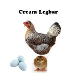 Chicks-Pullets - 2024 Shipment 6 - June 10, 2025