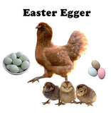 Chicks-Pullets - 2024 Shipment 6 - June 10, 2025