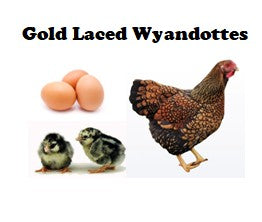 Chicks - Pullets - 2026 Shipment 1 - Pick up - March 24 2026