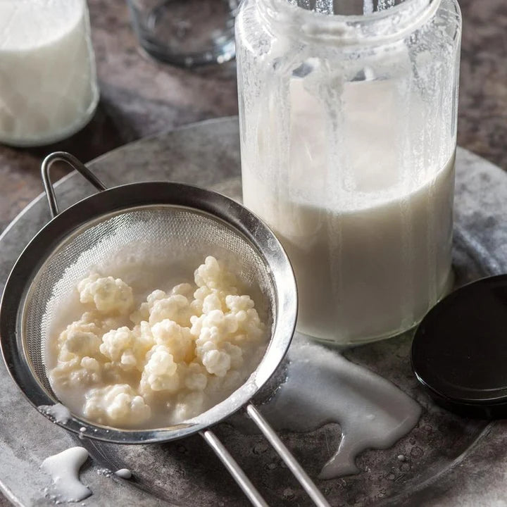 Starter Cultures - Milk Keifer Grains