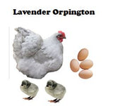 Chicks-Pullets - 2024 Shipment 6 - June 10, 2025