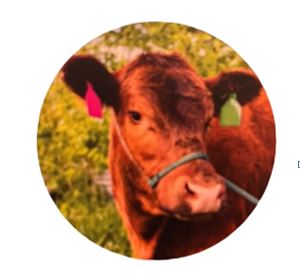 Cattle Halter - 5/8" Flat Braided Rope