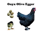 Chicks-Pullets - 2024 Shipment 6 - June 10, 2025