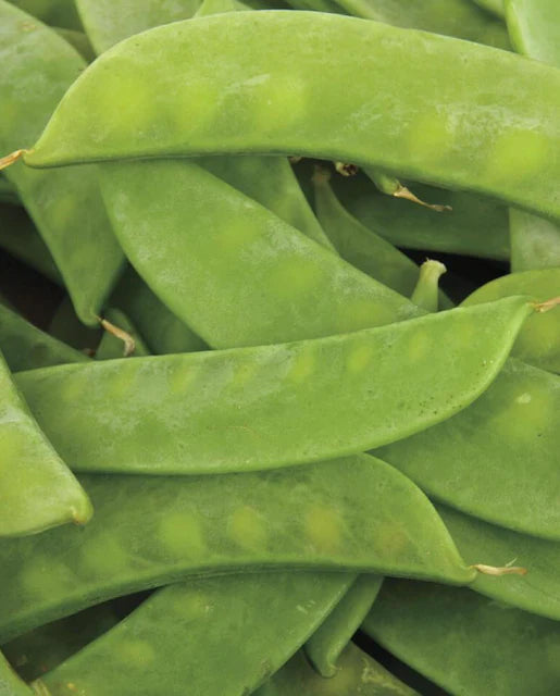 West Coast Seeds - Peas