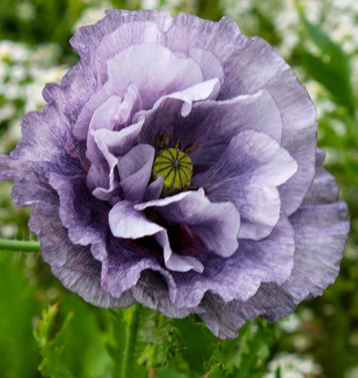 West Coast Seeds - Flowers - Poppies