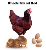 Chicks-Pullets - 2024 Shipment 6 - June 10, 2025