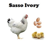 Chicks-Pullets - 2024 Shipment 6 - June 10, 2025