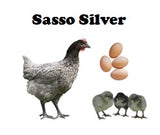 Chicks-Pullets - 2024 Shipment 6 - June 10, 2025