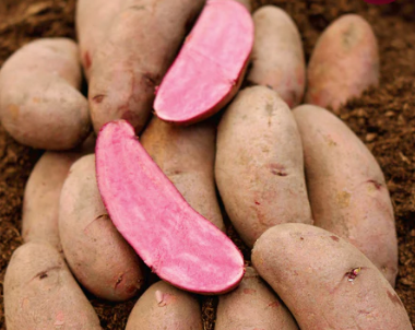 Seed Potatoes