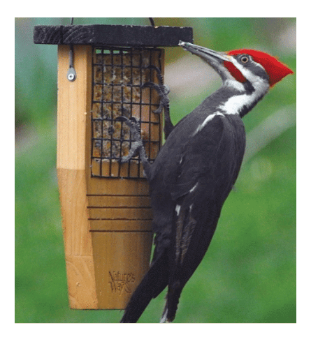 Nature's Way - Suet Feeder with Cedar Tail Prop