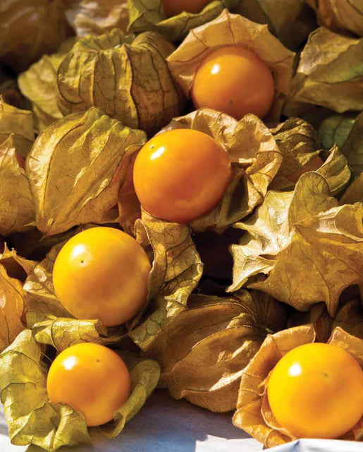 West Coast Seeds - Misc Fruit