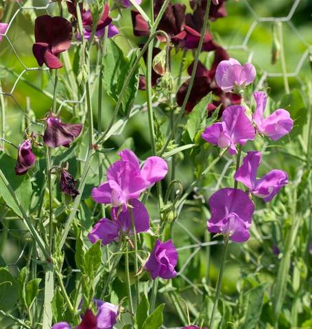 West Coast Seeds - Flowers - Sweetpea