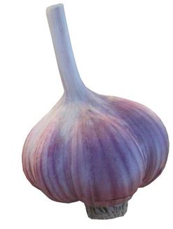 Seed/Eating Garlic Bulbs - Organically Grown - Alberta (Hardneck)