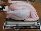 Broiler (Meat) Chicks - Mistral Gris (Unsexed) - Shipment 2 - July 16th, 2025