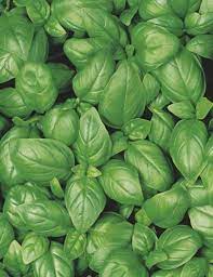 Fothergill's Seeds - Herbs