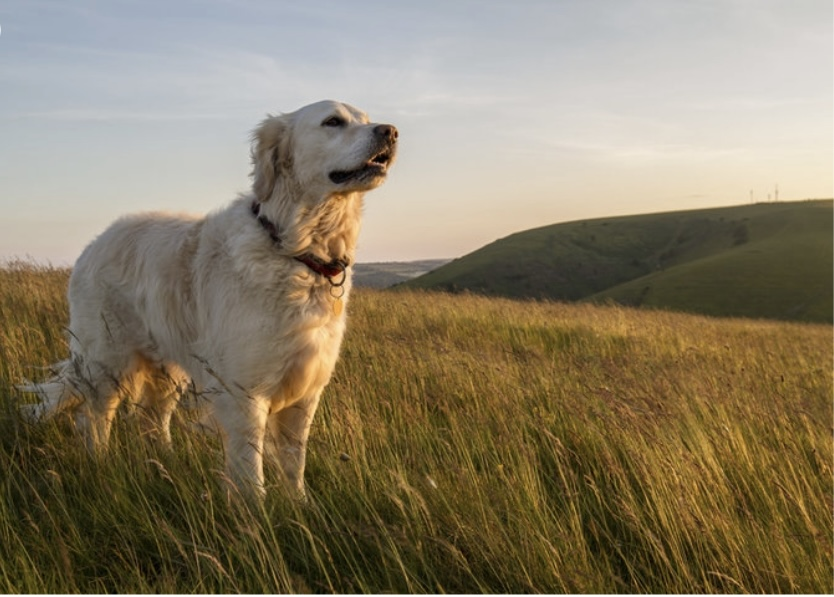 Dog Food - Dry & Wet