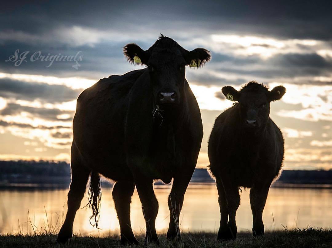 Cattle/Livestock Supplies