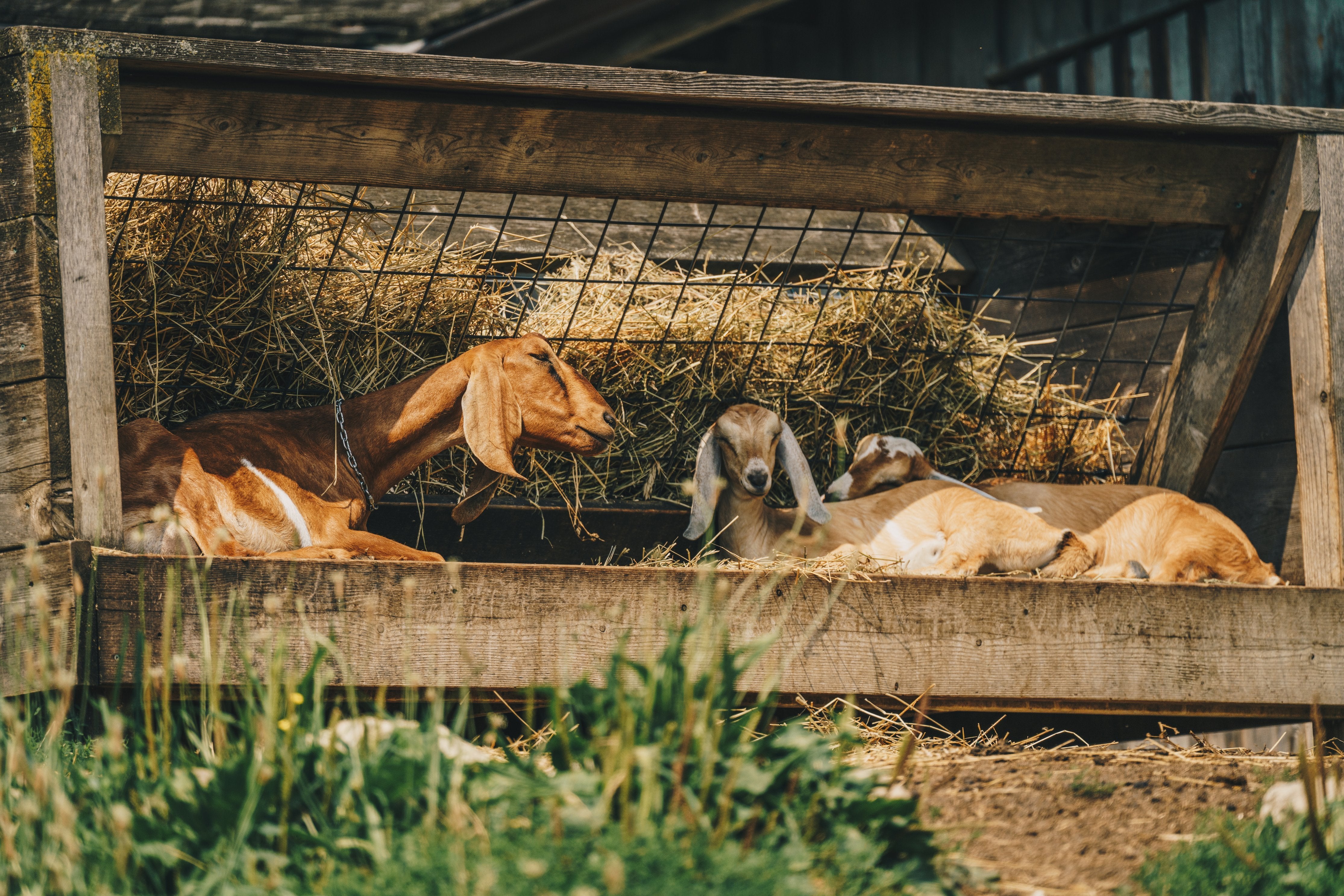 Small Livestock Supplies - Goat, Sheep & Other Farm Animals ...