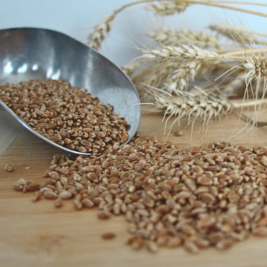 Locally Grown Wheat -  Hard Red Spring Wheat Berries
