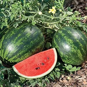 Fothergill's Seeds - Vegetables (1)