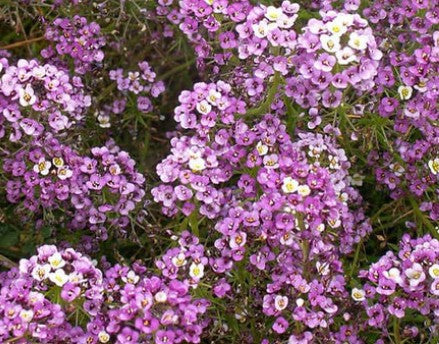 West Coast Seeds - Flowers - Assorted
