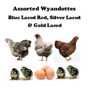 Chicks-Pullets - 2026 Shipment 3 - Pick Up - April 21, 2026