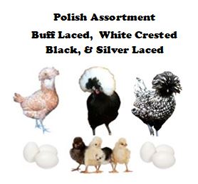 Chicks-Pullets - 2026 Shipment 5 - Pick up - June 2nd, 2026