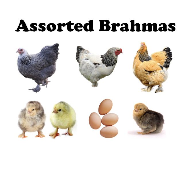 Chicks-Pullets - 2026 Shipment 3 - Pick Up - April 21, 2026