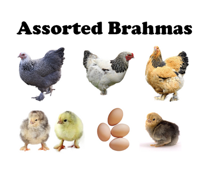 Chicks - Pullets - 2026 Shipment 1 - Pick up - March 10 2026