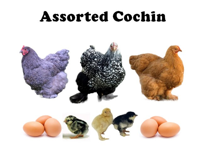 Chicks - Pullets - 2026 Shipment 1 - Pick up - March 10 2026