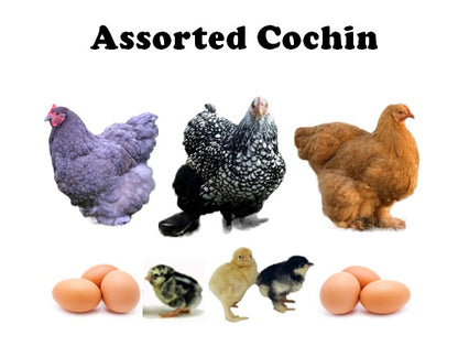 Chicks-Pullets - 2026 Shipment 4 - Pick Up - May 5, 2026