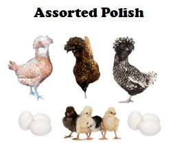 Chicks-Pullets - 2026 Shipment 5 - Pick up - June 2nd, 2026