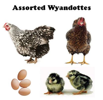 Chicks-Pullets - 2026 Shipment 5 - Pick up - June 2nd, 2026