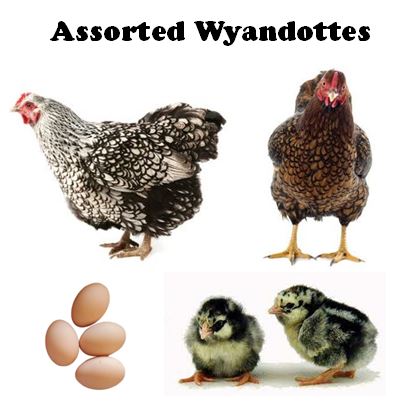 Chicks-Pullets - 2026 Shipment 2 - Pick Up - April 7, 2026