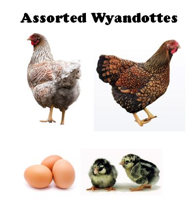 Chicks - Pullets - 2026 Shipment 1 - Pick up - March 10 2026