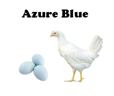 March 29, 2026 - Started Off Heat (8+ week old) - Pullets - Shipment 1