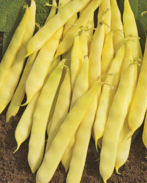 West Coast Seeds - Beans