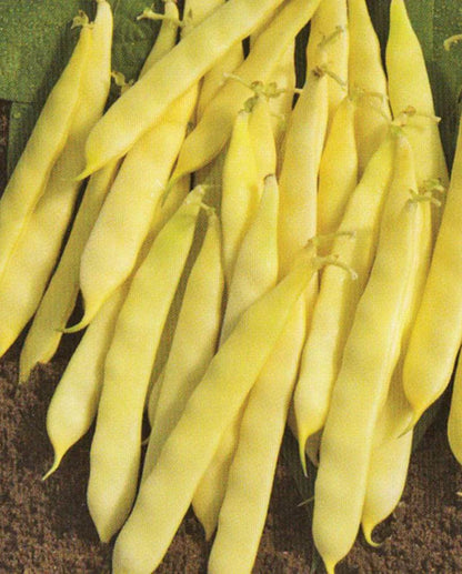 West Coast Seeds - Beans