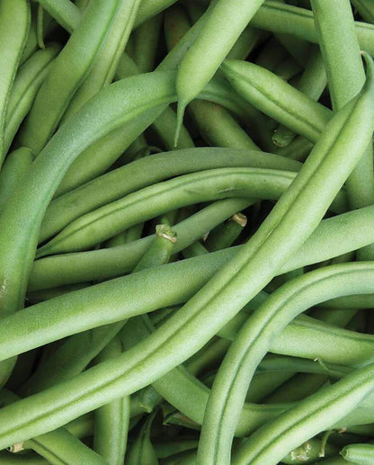 West Coast Seeds - Beans