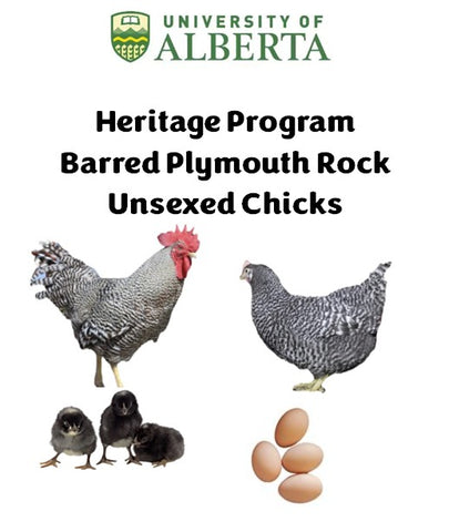 U of A - Heritage - Barred Plymouth Rock - Chicks - UNSEXED - Shipment 2 - May 2, 2025